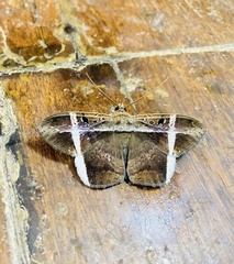 Hemeroblemma mexicana