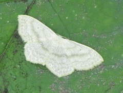 Scopula nigropunctata