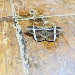 Hemeroblemma mexicana