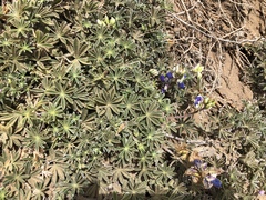 Lupinus variicolor