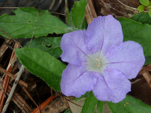 Ruellia ciliosa