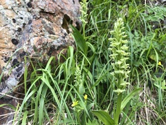 Platanthera convallariifolia
