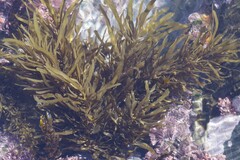 Sargassum incisifolium