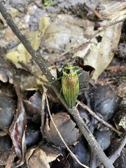 Psiloptera bicarinata