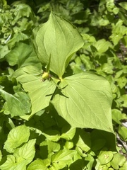 Trillium ovatum