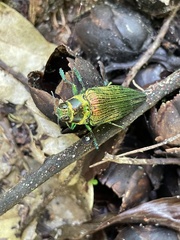 Psiloptera bicarinata