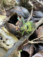 Psiloptera bicarinata