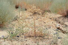 Prangos odontalgica