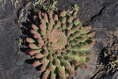 Euphorbia flanaganii