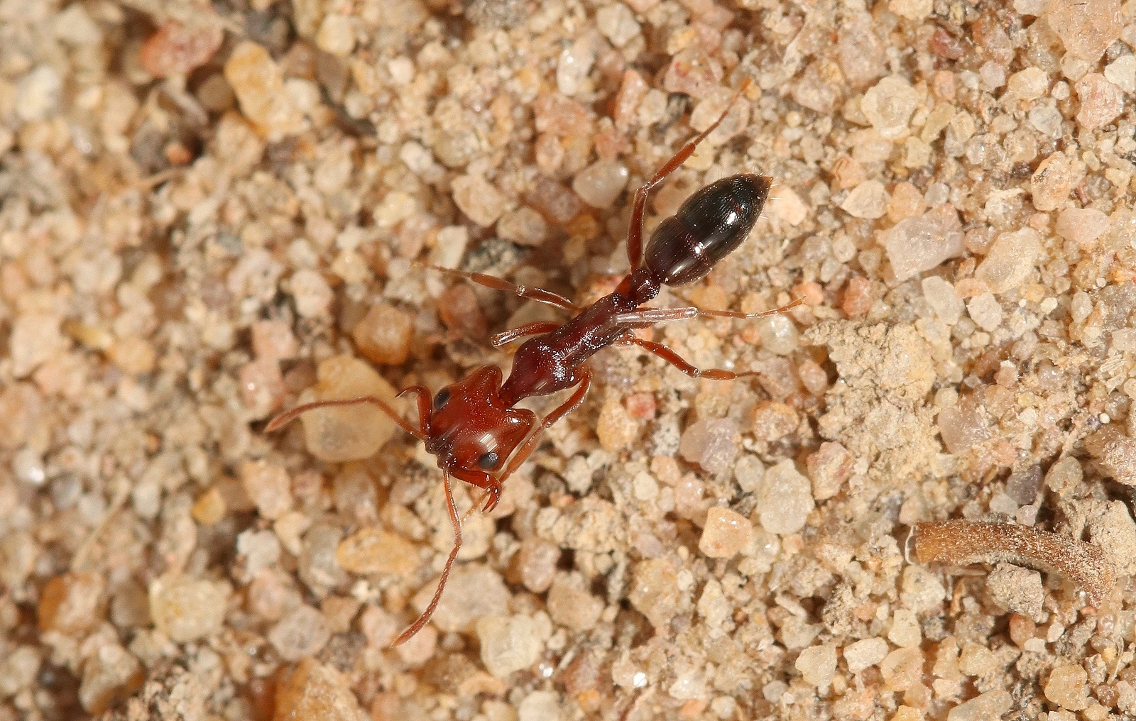 Anochetus sedilloti