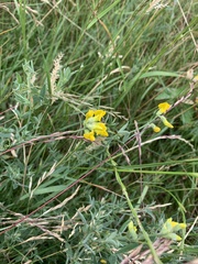 Lathyrus pratensis