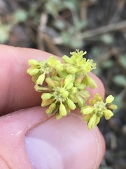 Eriogonum marifolium