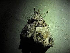Cutina distincta