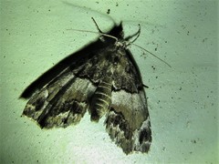 Cutina distincta