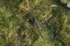 Erythromma viridulum