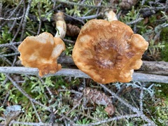 Hydnum quebecense