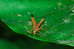 Macromerella honesta