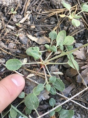 Eriogonum marifolium