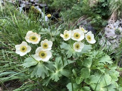 Anemonastrum villosissimum