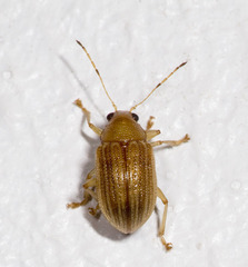Colaspis brunnea