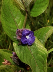 Neuracanthus sphaerostachyus