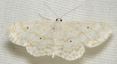 Idaea obfusaria