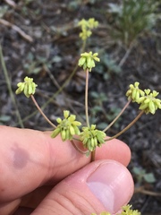 Eriogonum marifolium