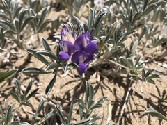 Lupinus tidestromii