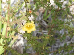 Aureolaria pectinata