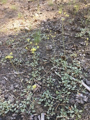 Eriogonum marifolium