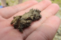 Pilumnus vespertilio