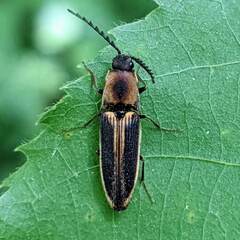 Megapenthes limbalis