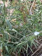 Pieris