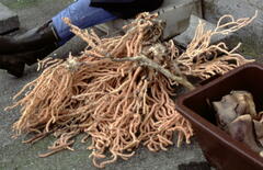 Primnoa resedaeformis