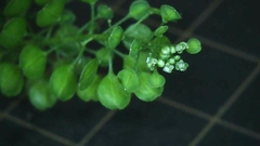 Lepidium virginicum