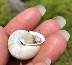 Helminthoglypta stiversiana