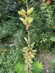 Lupinus polyphyllus
