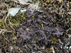 Peltigeraceae