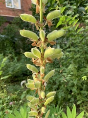 Lupinus polyphyllus