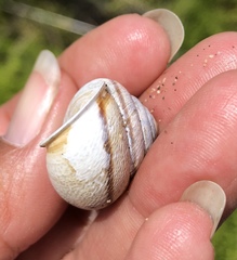 Helminthoglypta stiversiana