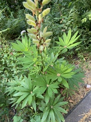 Lupinus polyphyllus