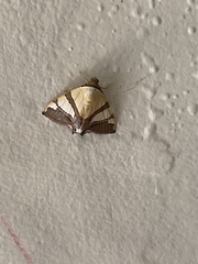 Eulepidotis julianata