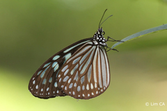 Ideopsis