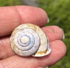 Helminthoglypta stiversiana