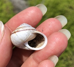 Helminthoglypta stiversiana