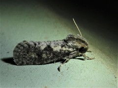 Acrolophus popeanella