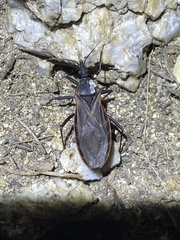 Triatoma rubida