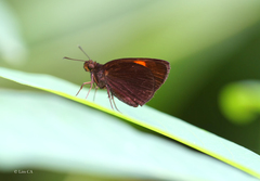 Ancistroides armatus