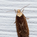 Purple Carrot-seed Moth - Photo (c) Darrell Lawson, some rights reserved (CC BY-NC), uploaded by Darrell Lawson