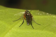 Poecilobothrus nobilitatus